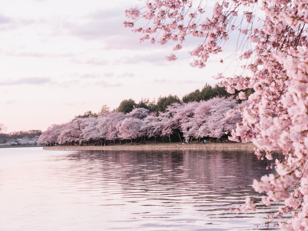 Photo Cherry blossoms