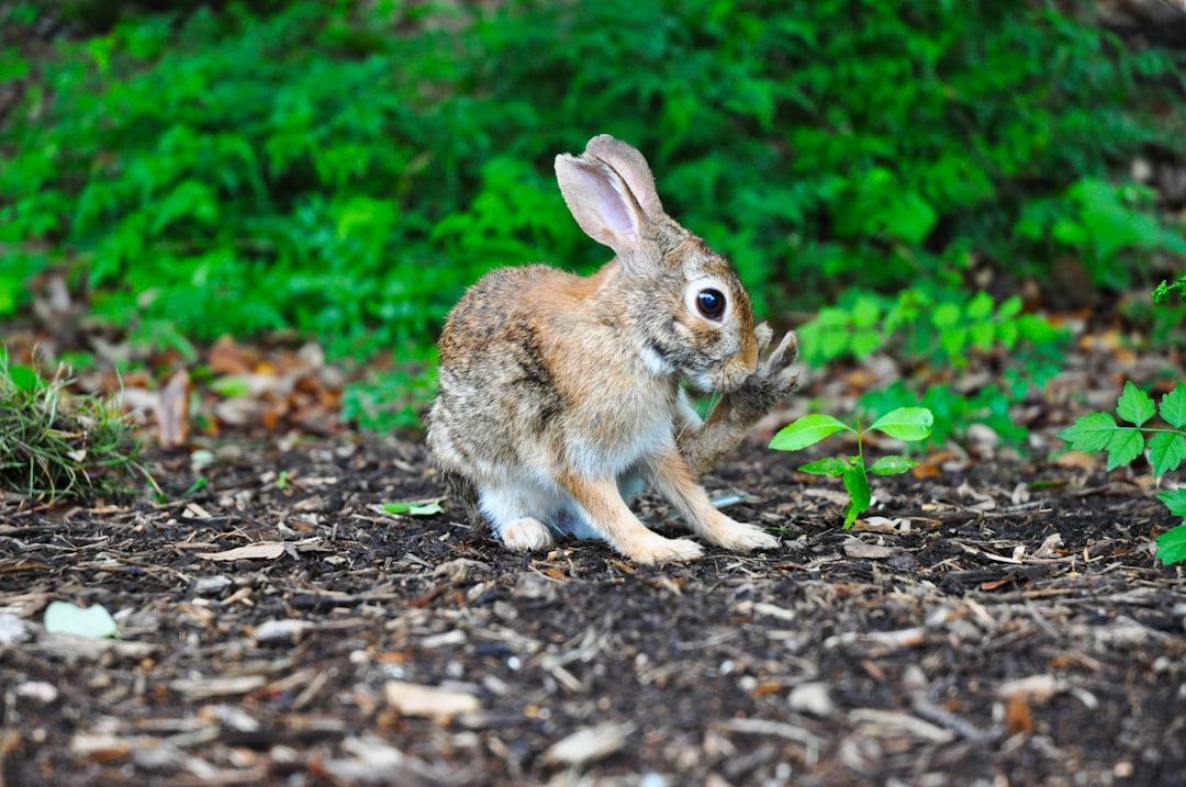 Mad Rabbit: Unleashing the Power of Anger